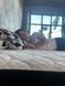 Ортопедичний матрац Family Sleep King Chess 200x220 см 19483 фото 11